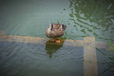 Duck cleans feathers pond in Ueno parkの写真素材