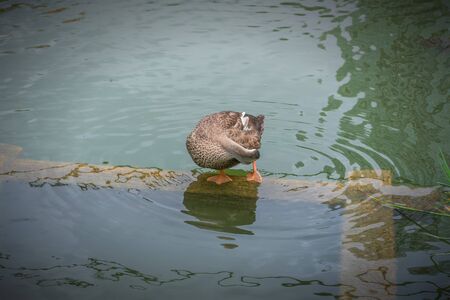 Duck cleans feathers pond in Tokyo parkの写真素材