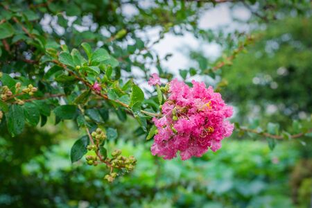 lagerstremia blooms in Ueno park in the summer of 2019 2020の写真素材
