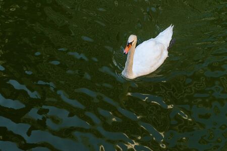 A white swan swims in the greenish water of a pond next to the Imperial Palace, Tokyo, Japan. Top view from the side. Summer 2019 2020の写真素材