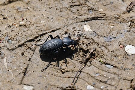 wildlife scarab  in the springの写真素材