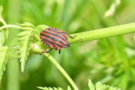bug insects in the spring on the meadowの写真素材