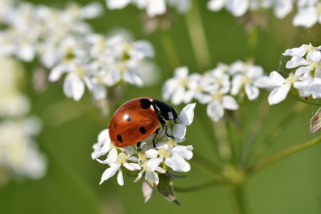 ladybird in the grassの写真素材