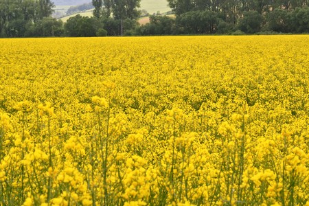 cole-seed meadow