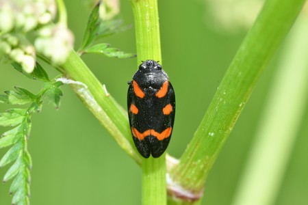 bug insects in the spring on the meadowの写真素材