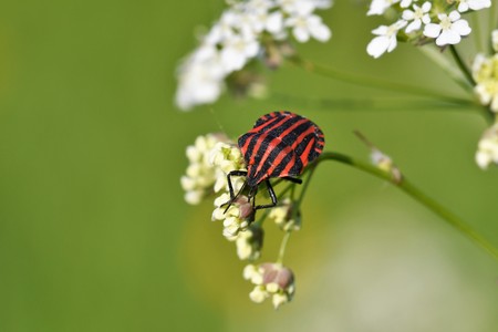 bug insects in the spring on the meadowの写真素材
