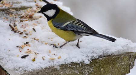 titmouse Bird wildlife  on the snowの写真素材