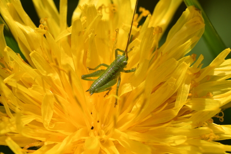 grasshoppers insects in the spring on the dendalionの写真素材