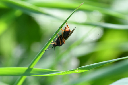 bug insects in the spring on the meadow