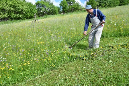 mowing the grass traditional way with the scythe