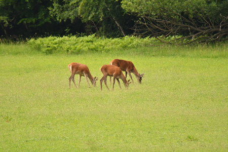 grazing deers stag hart on the meadowの写真素材
