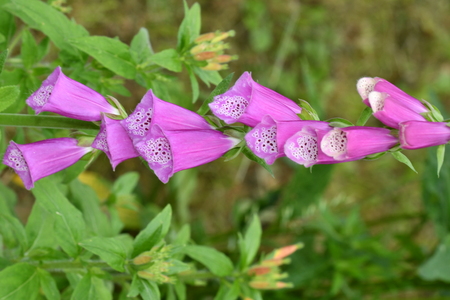 macro flowers in the springの写真素材