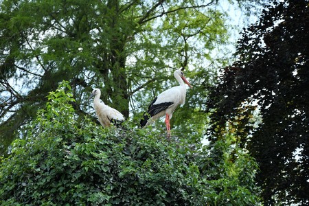 stork flying and sitting in the nestの写真素材