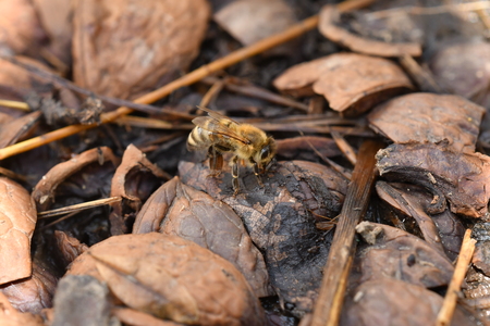 The bee polinates on the groundの写真素材