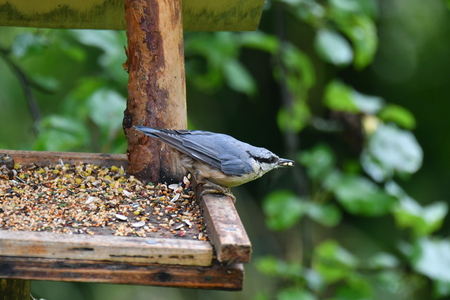 blue titmouse take a seeds in the fodder rackの写真素材