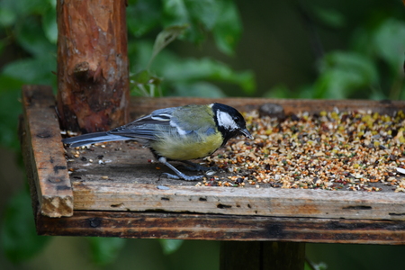 blue titmouse take a seeds in the fodder rackの写真素材