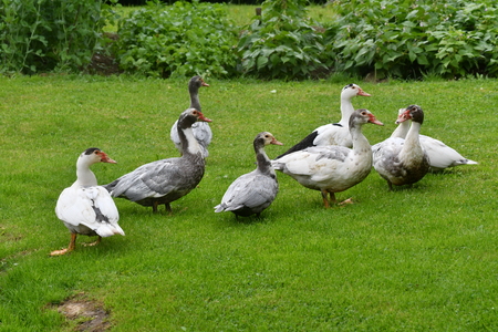ducks grazing the grassの写真素材