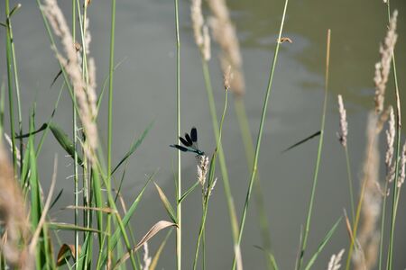 Macro Dragonfly near the river on the flowerの写真素材