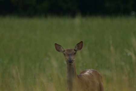 herd of deersskin and deers on the meadow grazingの写真素材