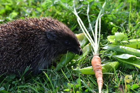 wildlife hedgehog eats on the grassの写真素材