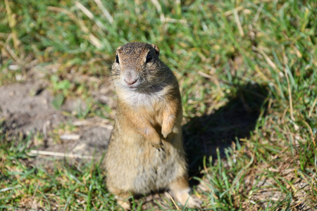 Squirrel lurking and eating in the grass