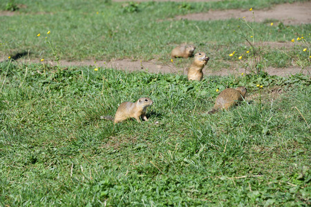 Squirrel lurking and eating in the grassの写真素材