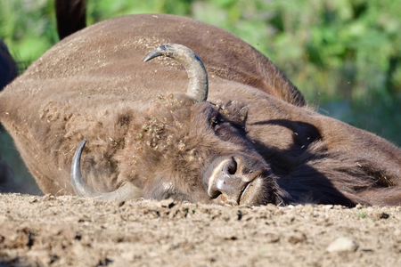 European bison on the forest sandの写真素材