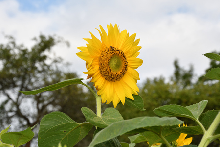 sunflowers on the farmer fieldの写真素材