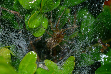 spider spinds his web in the treeの写真素材