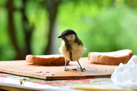 blue titmouse eats seeds in the fodder rackの写真素材