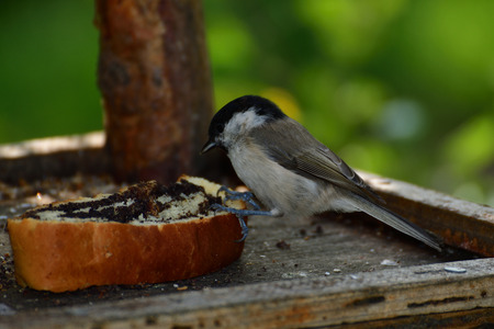 blue titmouse eats seeds in the fodder rackの写真素材