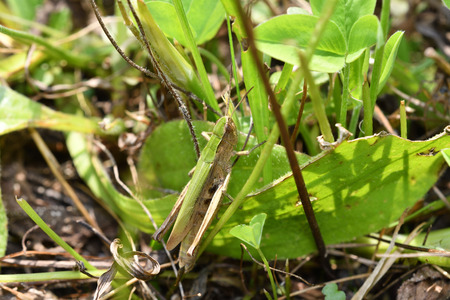 insect Grasshopper hidden on the grass