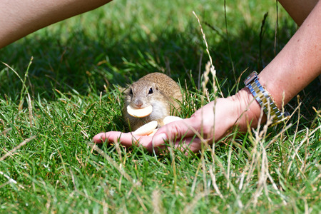 ground squirrel likes sweet biscuits from hand