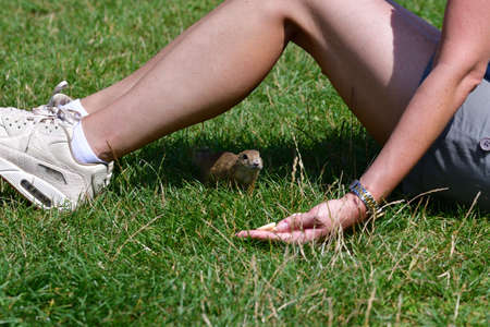 ground squirrel likes sweet biscuits from handの写真素材