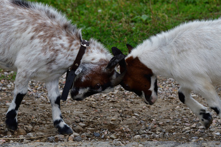 goats grazing the grass and fighting on the meadowの写真素材