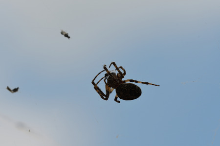 spider hunting the fly on his his web