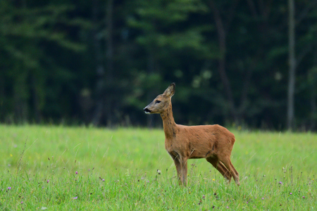 venison grazing on the meadow in the rutの写真素材