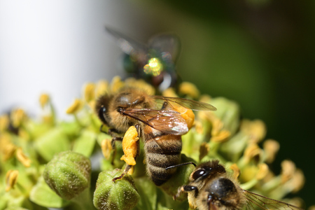 hornet and bee on the flower