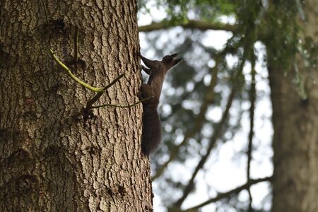 squirrel sciurine crawly on the treesの写真素材