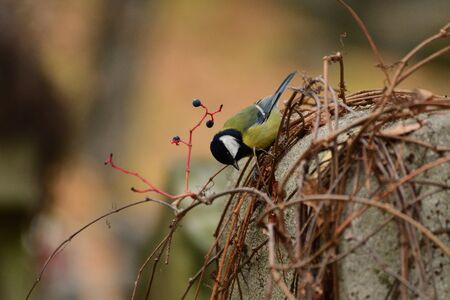 Nuthatch titmouse sitting on the branchの写真素材