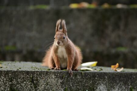 squirrel sciurine crawly on the treesの写真素材