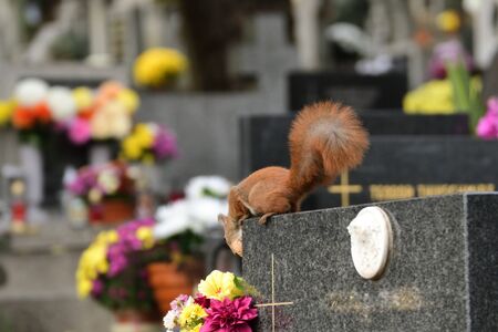 A fluffy squirrel standing on a cemetery stone looking for food