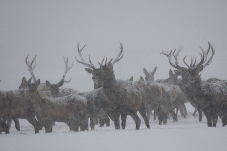 Deers during the heavy snowing in the winter snowの写真素材