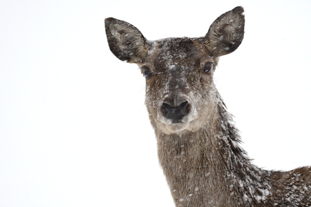 Deers during the heavy snowing in the winter snowの写真素材