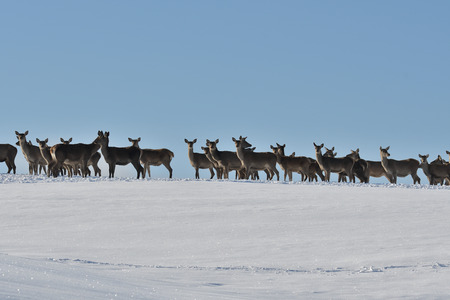 Deers deerskin walking in the winter on the snowの写真素材