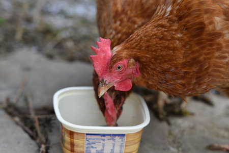 domestic chicken eating together on the grass farmの写真素材