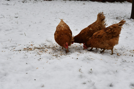 domestic chicken eating together on the grass farm in the winterの写真素材