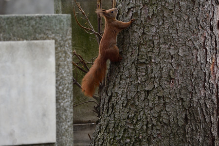 sciurine red squirrel climbs and jumping on the trees