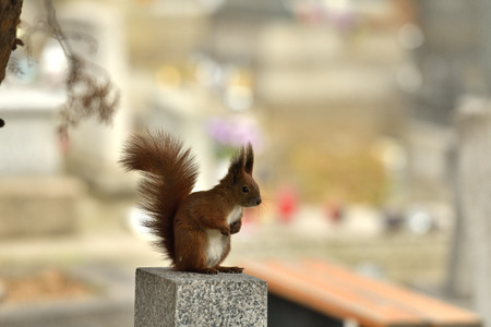 sciurine red squirrel climbs and jumping on the treesの写真素材