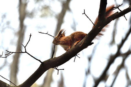 sciurine red squirrel climbs and jumping on the treesの写真素材